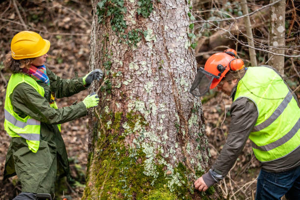 Best Tree Trimming and Pruning  in Barstow, CA