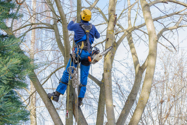 Best Commercial Tree Services  in Barstow, CA