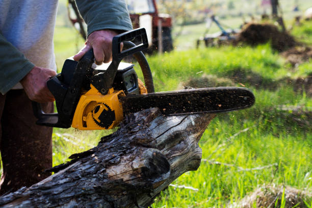 Best Arborist Consultation Services  in Barstow, CA