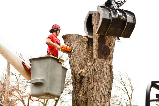 Best Emergency Tree Removal  in Barstow, CA